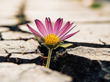 A flower grows out of a crevice in the dry ground