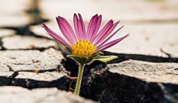 A flower grows out of a crevice in the dry ground